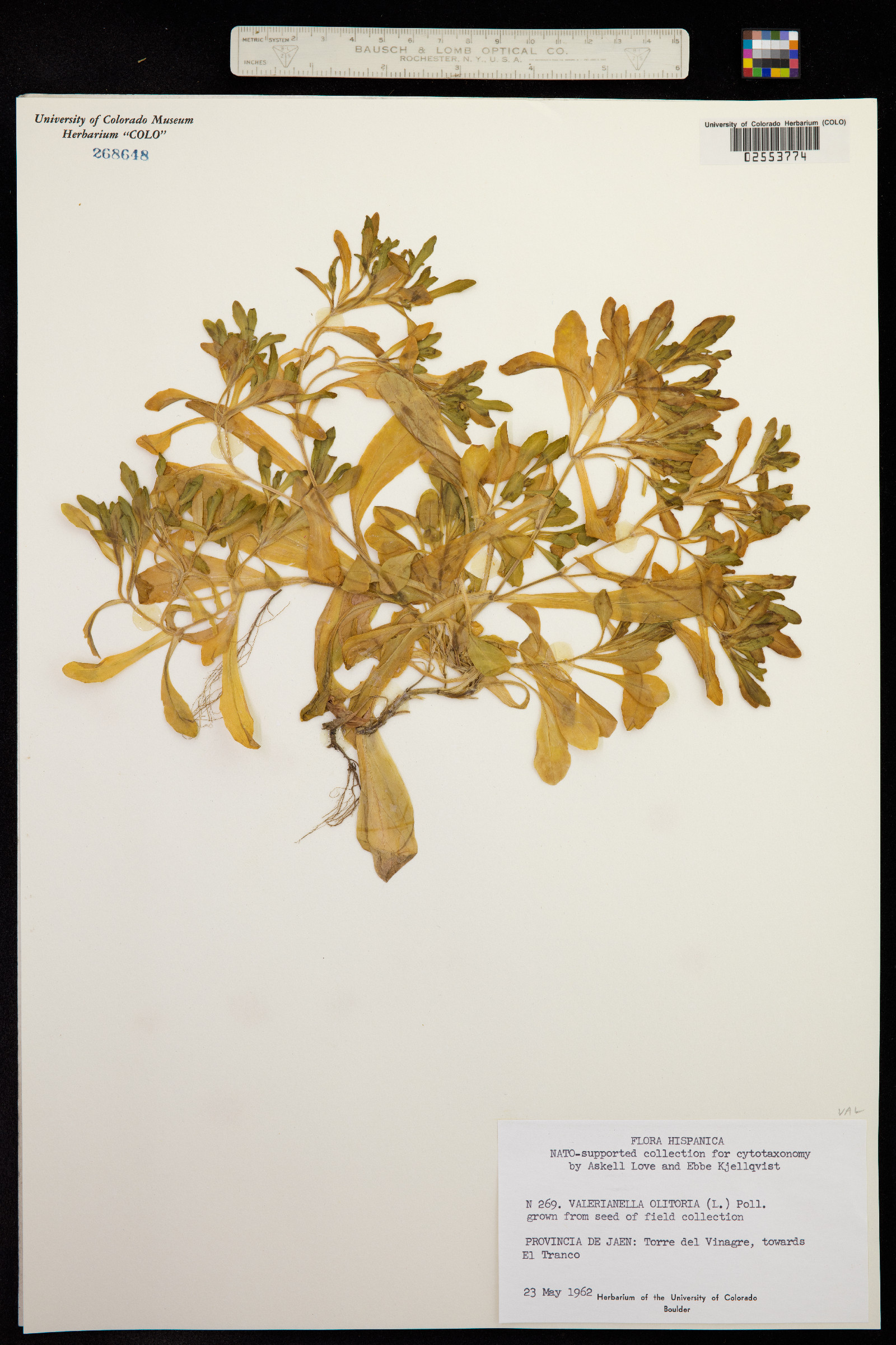Valerianella locusta image