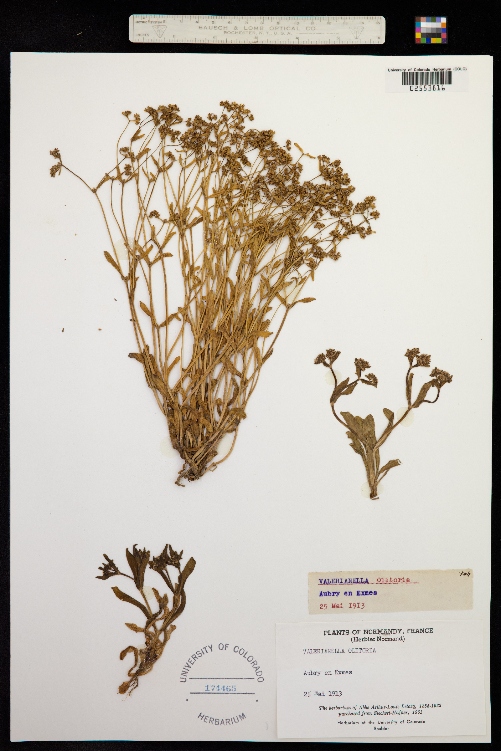 Valerianella locusta image
