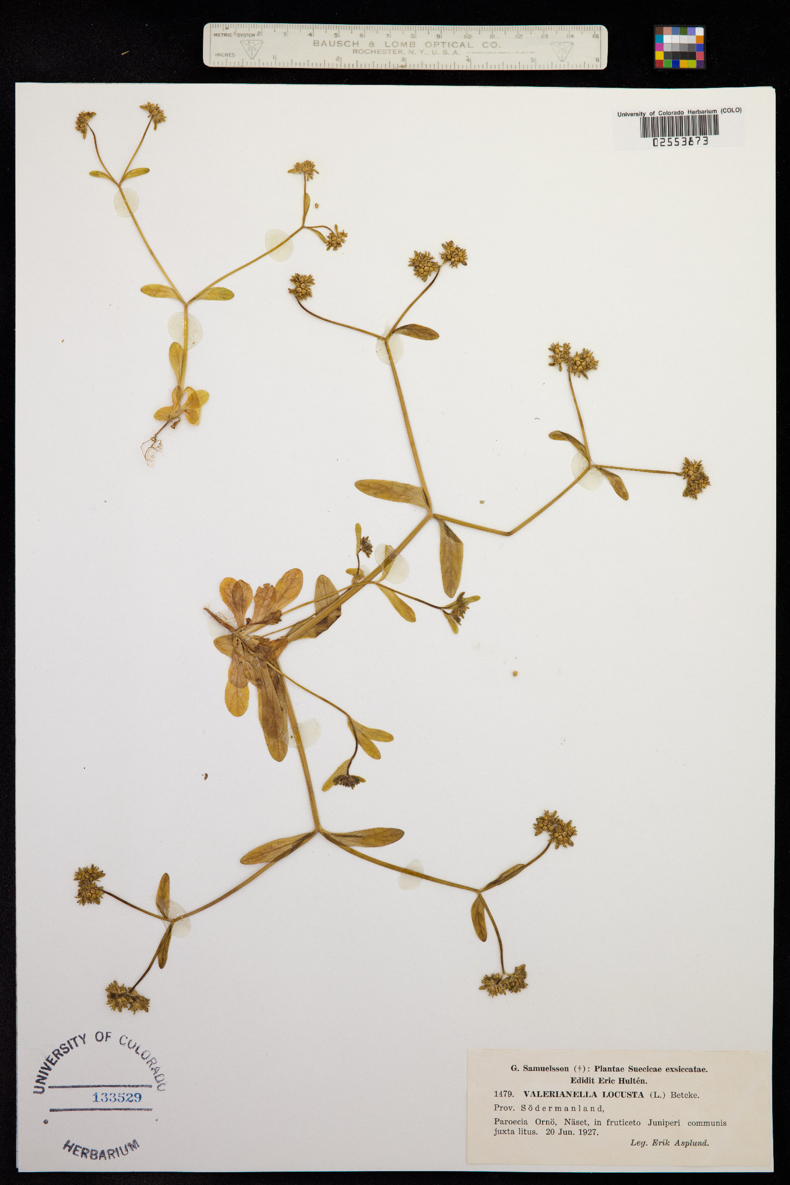 Valerianella locusta image
