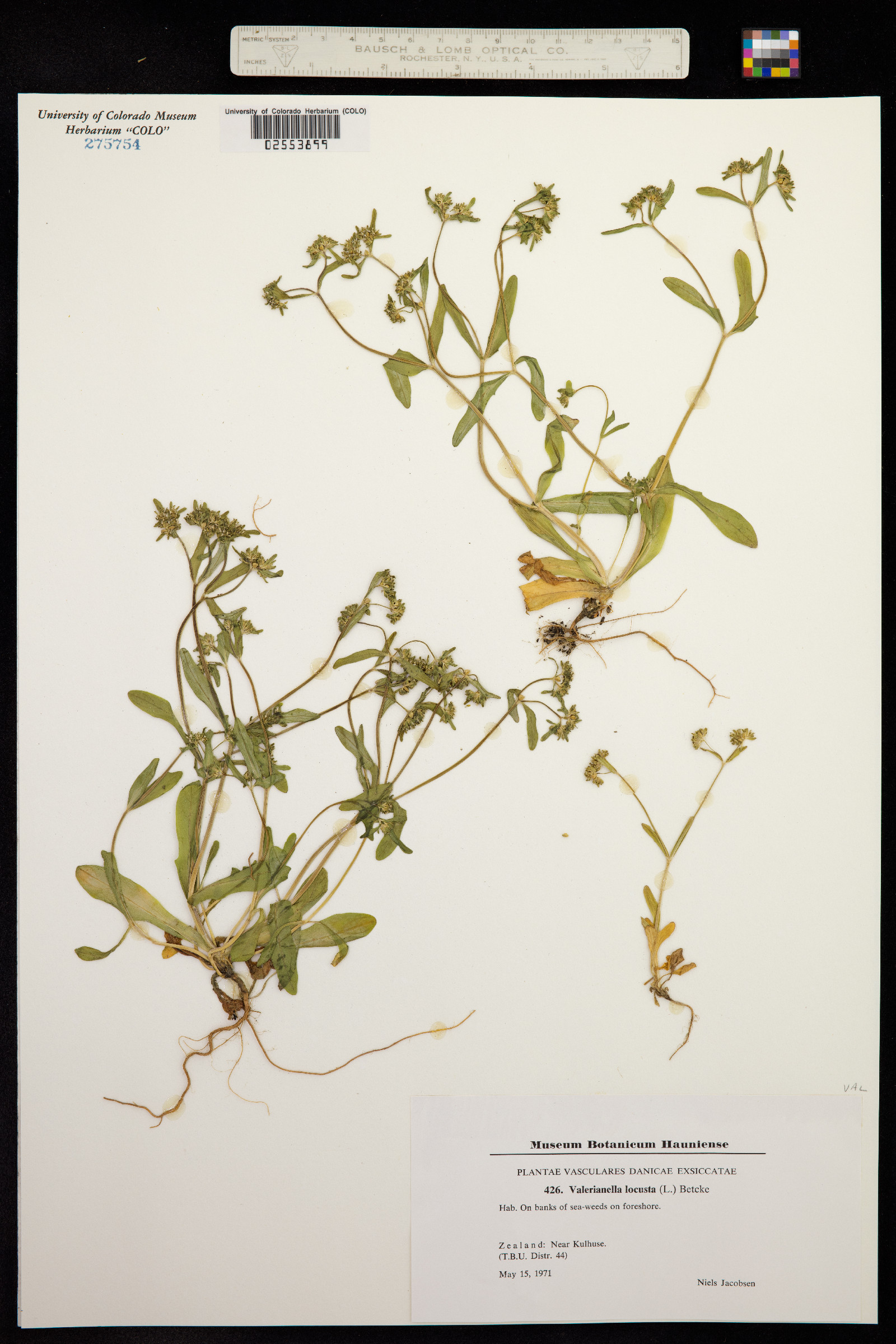 Valerianella locusta image