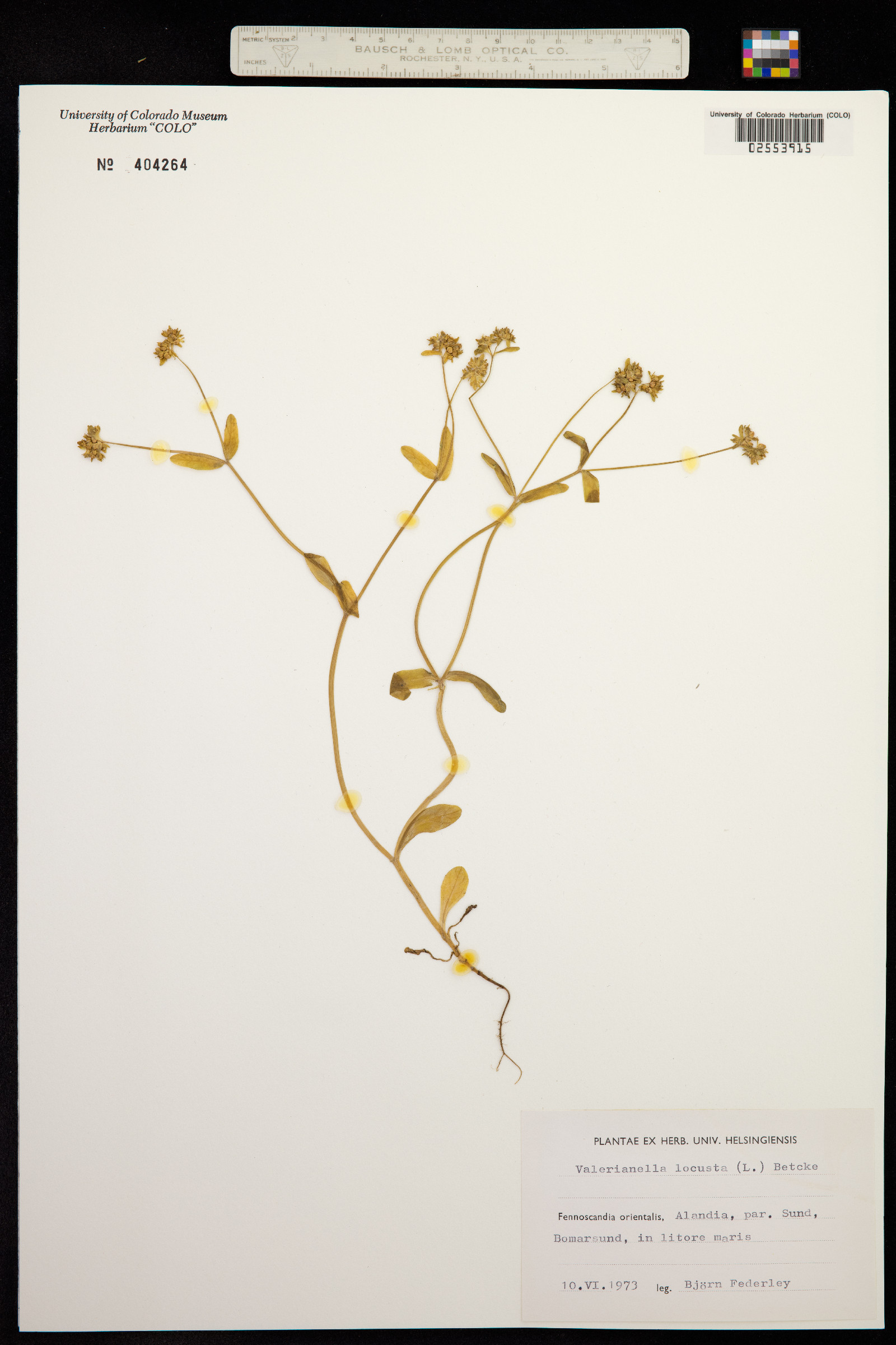 Valerianella locusta image