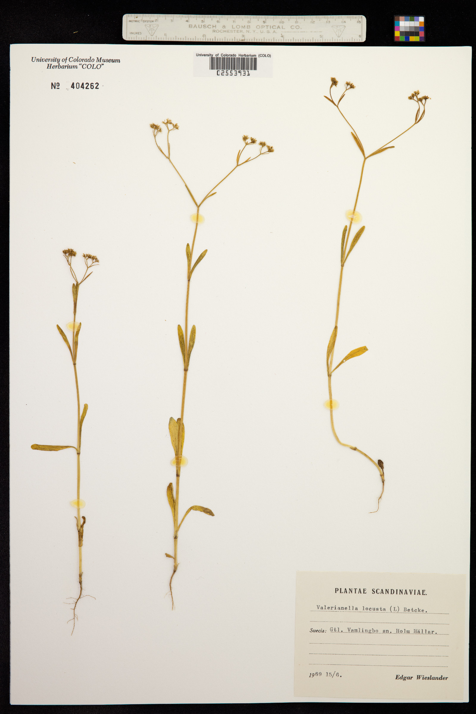 Valerianella locusta image