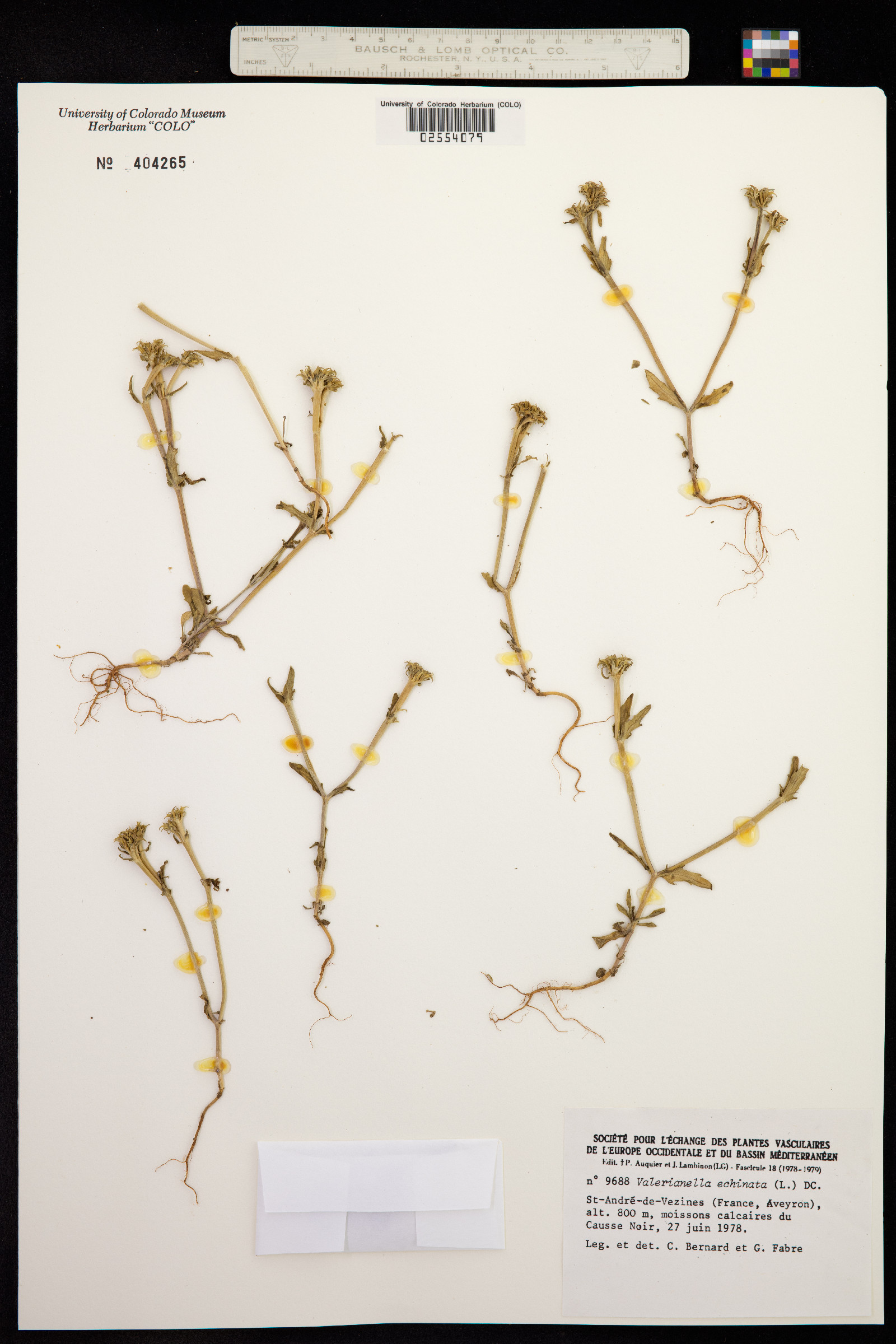 Valerianella echinata image