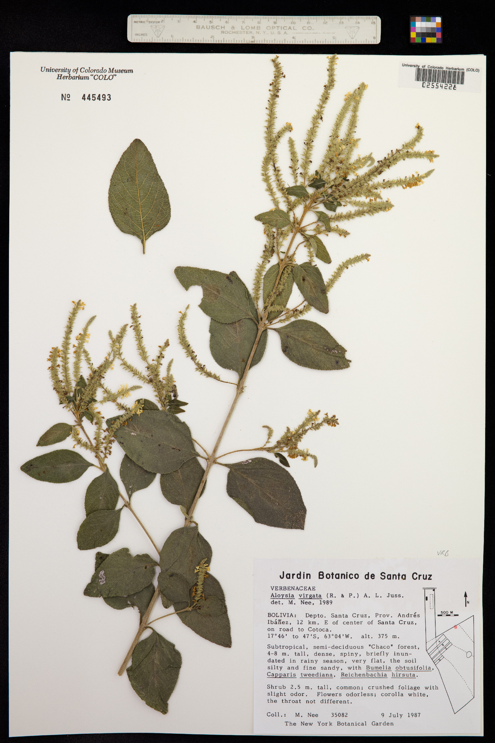 Aloysia virgata image