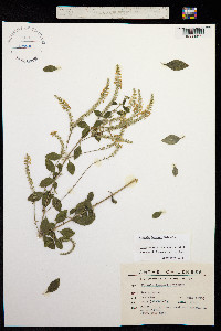 Aloysia schulziana image