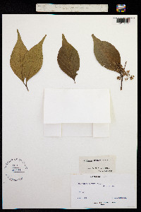 Image of Callicarpa japonica