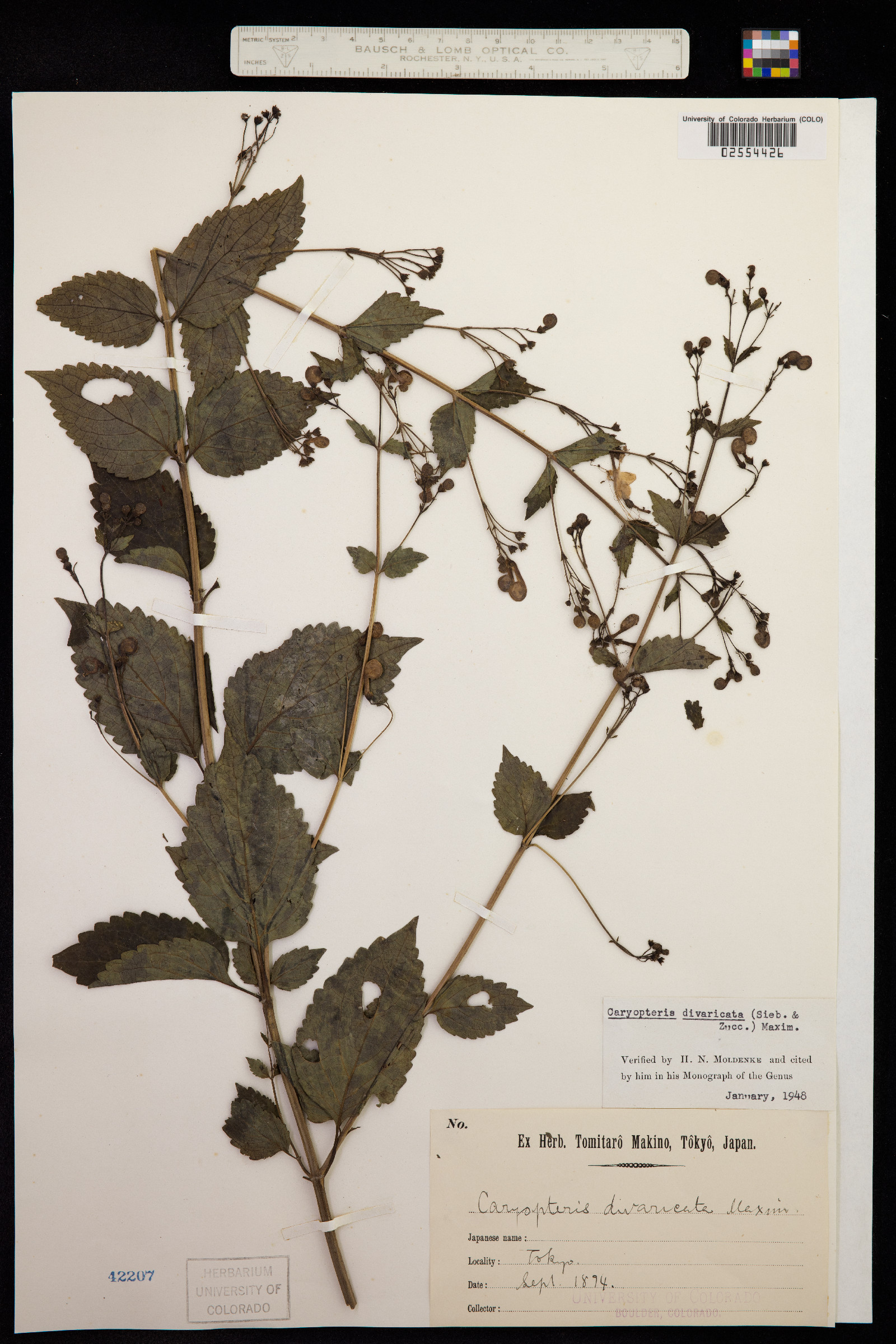 Caryopteris image