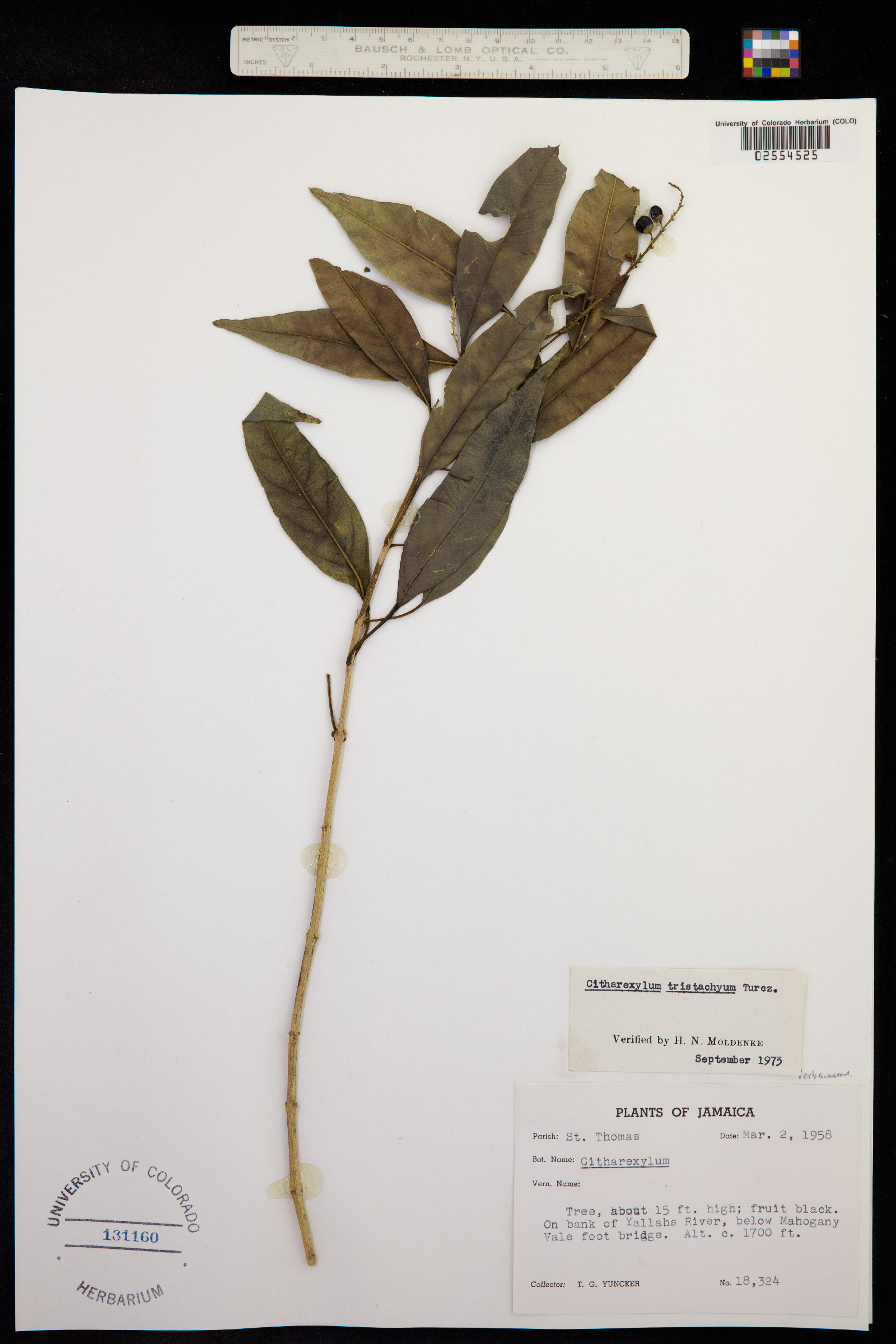 Citharexylum image