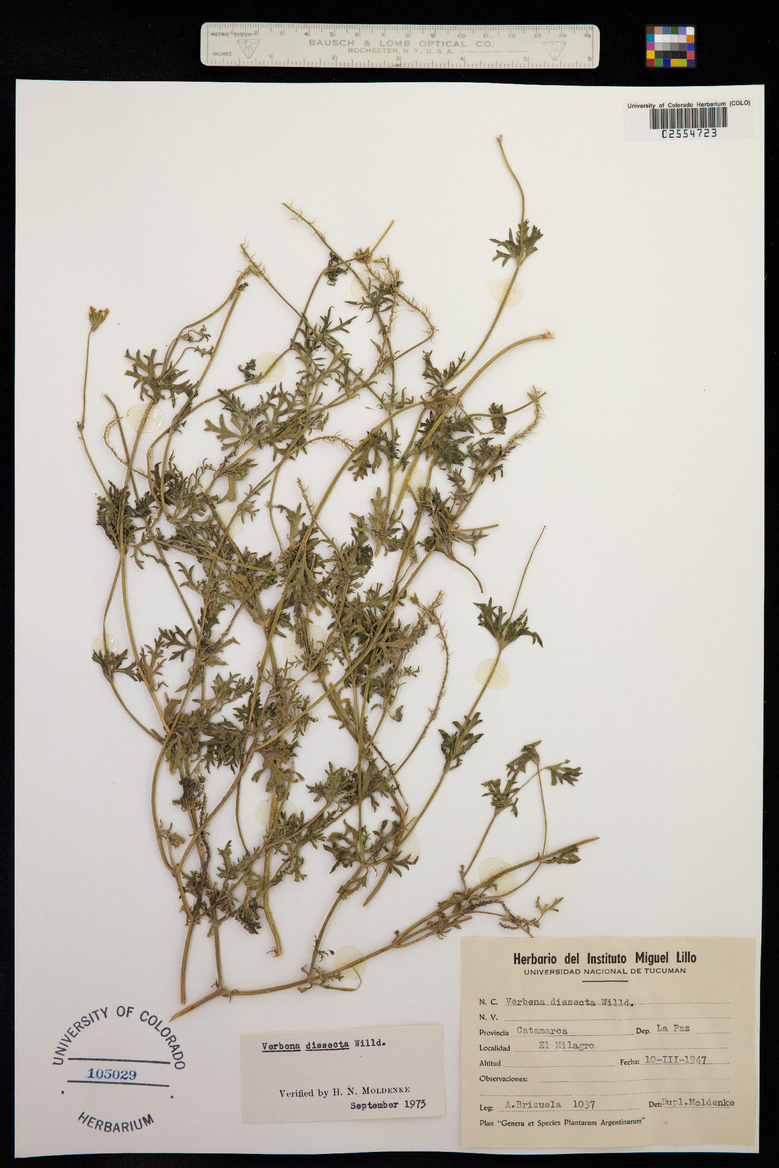 Glandularia dissecta image