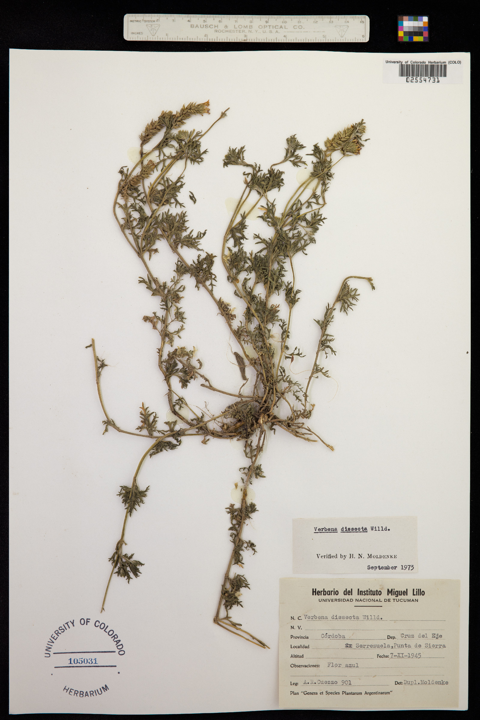 Glandularia dissecta image