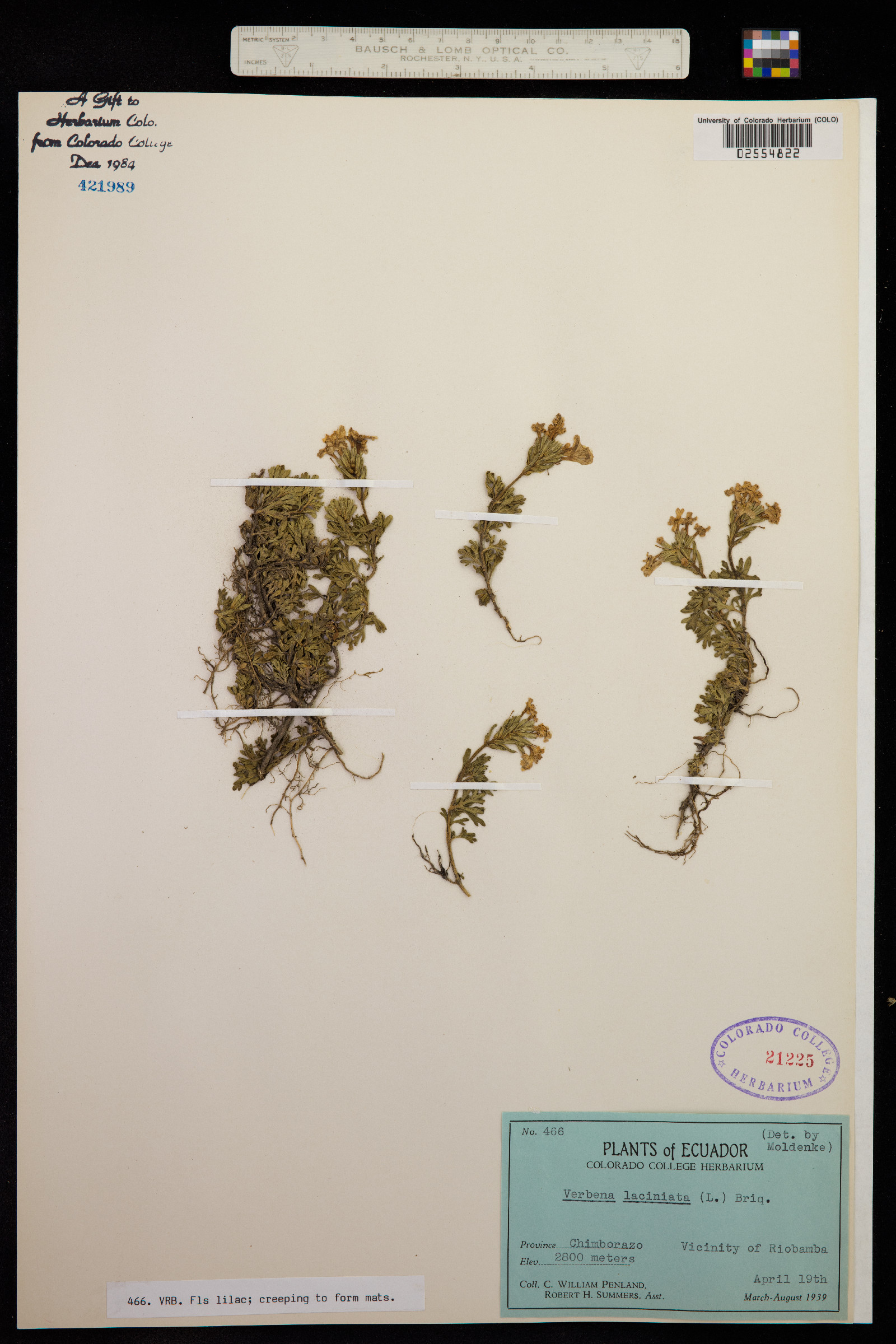 Glandularia laciniata image
