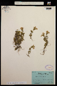 Glandularia laciniata image