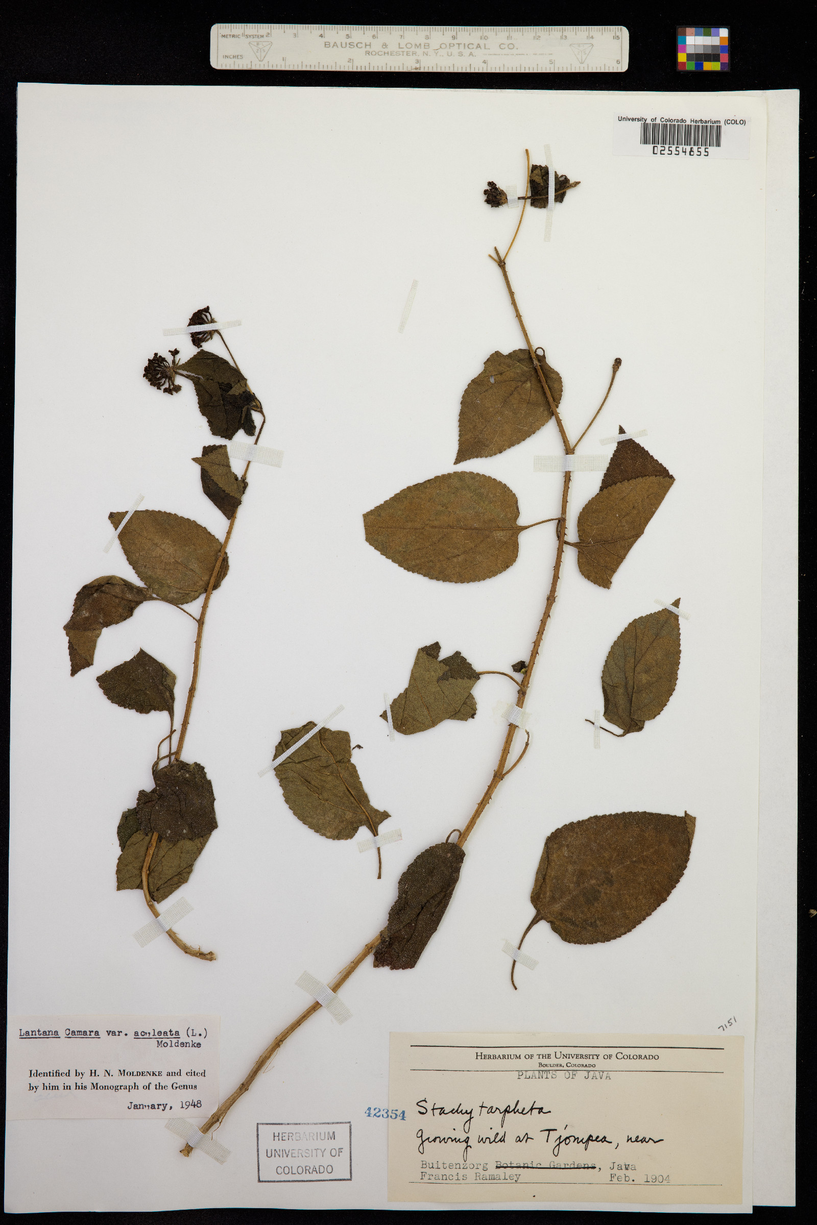Lantana camara image
