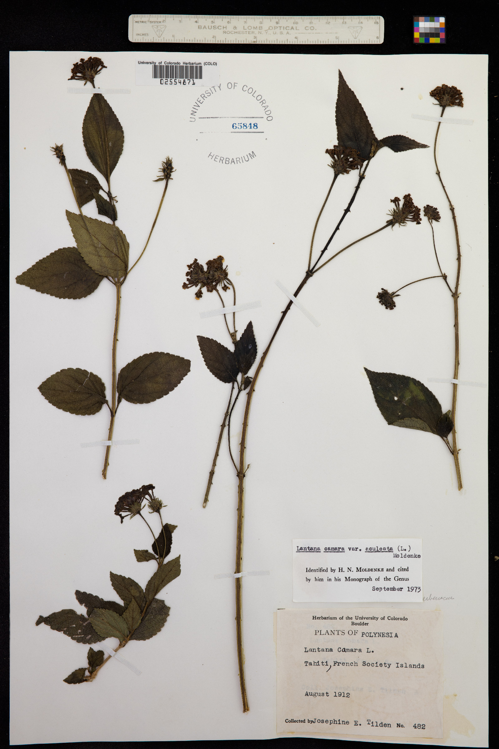 Lantana camara image