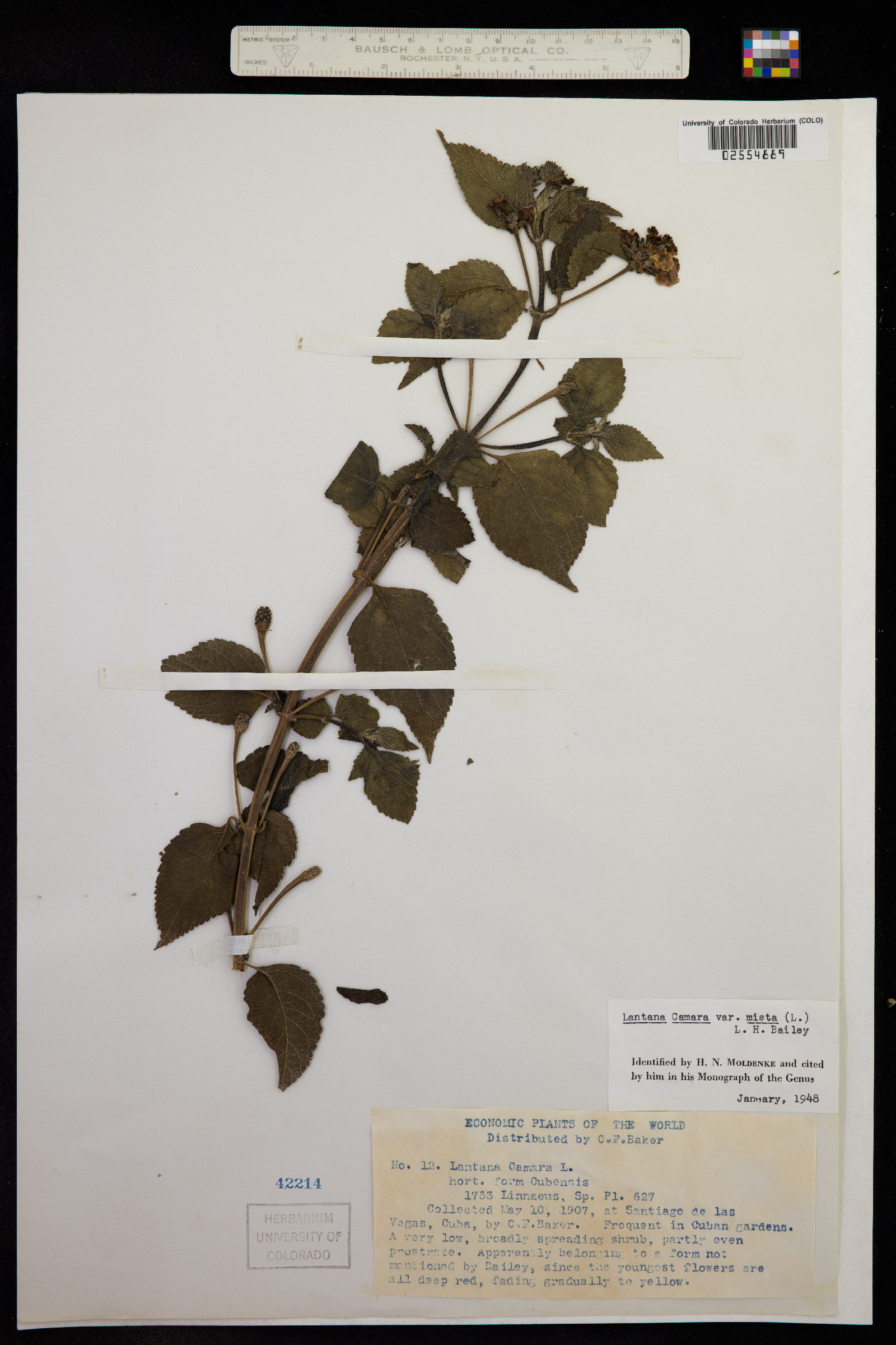 Lantana camara image