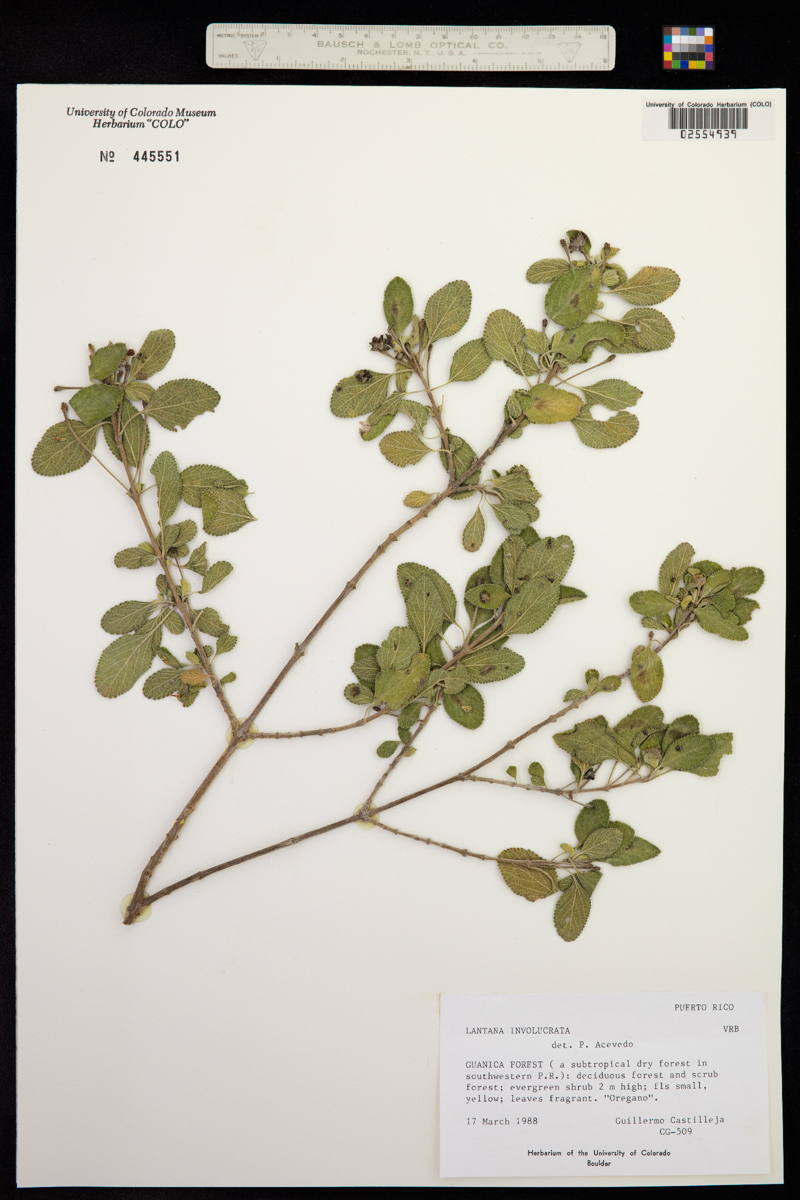 Lantana involucrata image