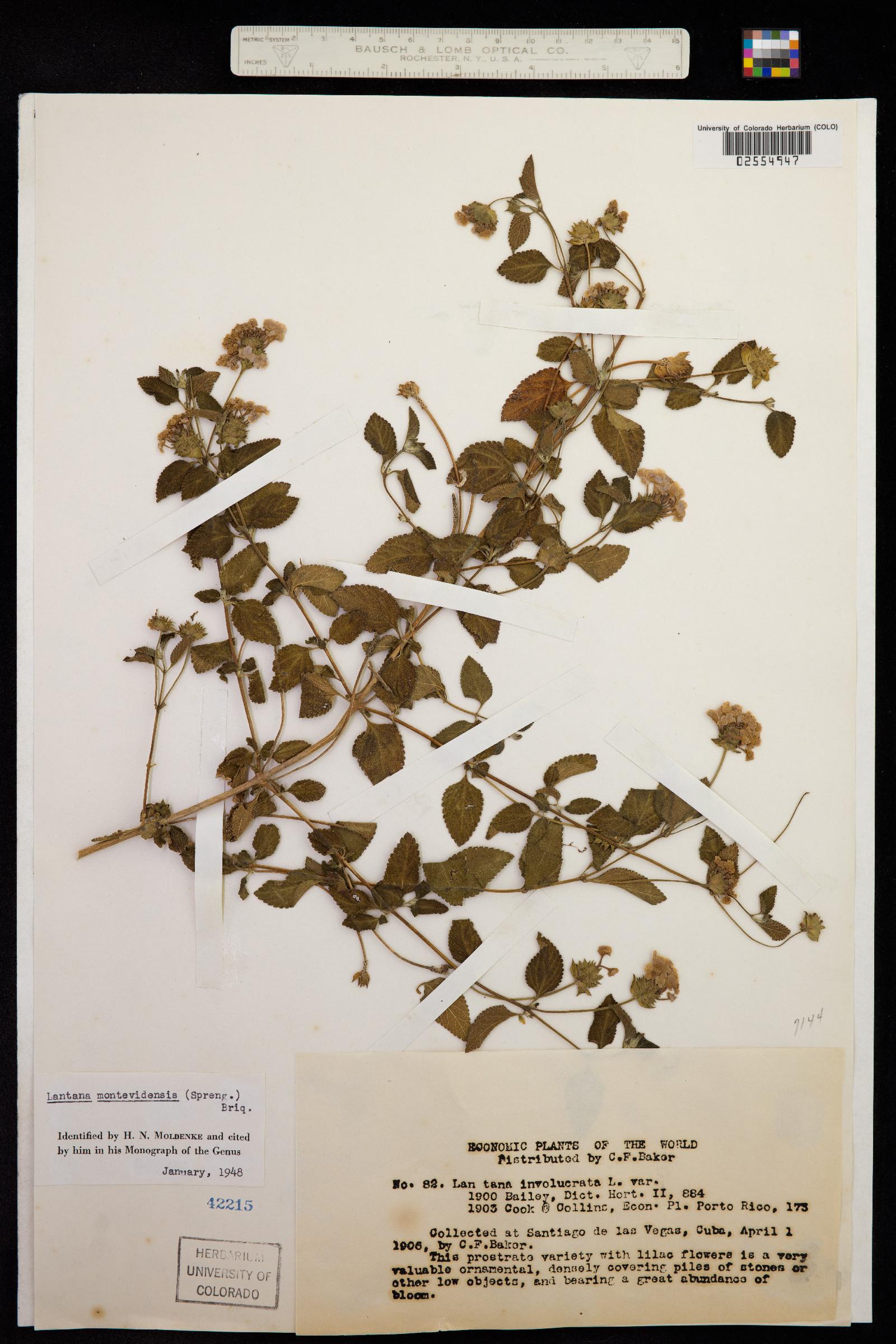 Lantana montevidensis image