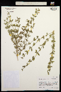 Tetraclea coulteri image