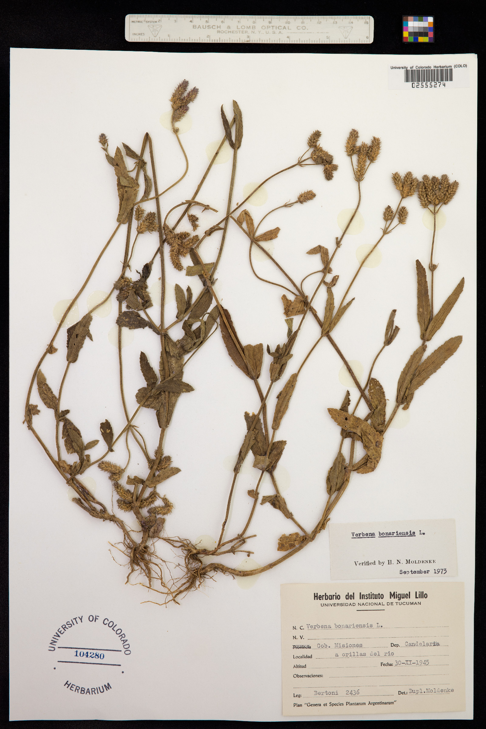 Verbena bonariensis image