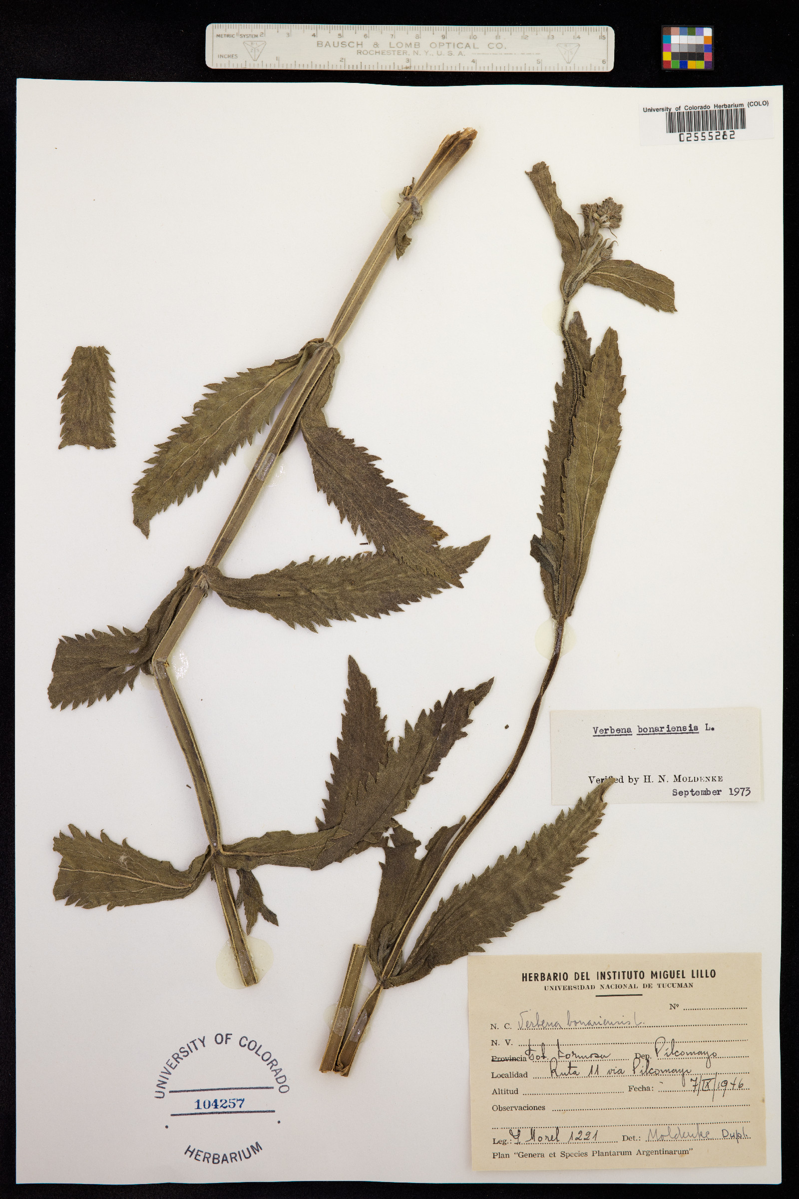 Verbena bonariensis image