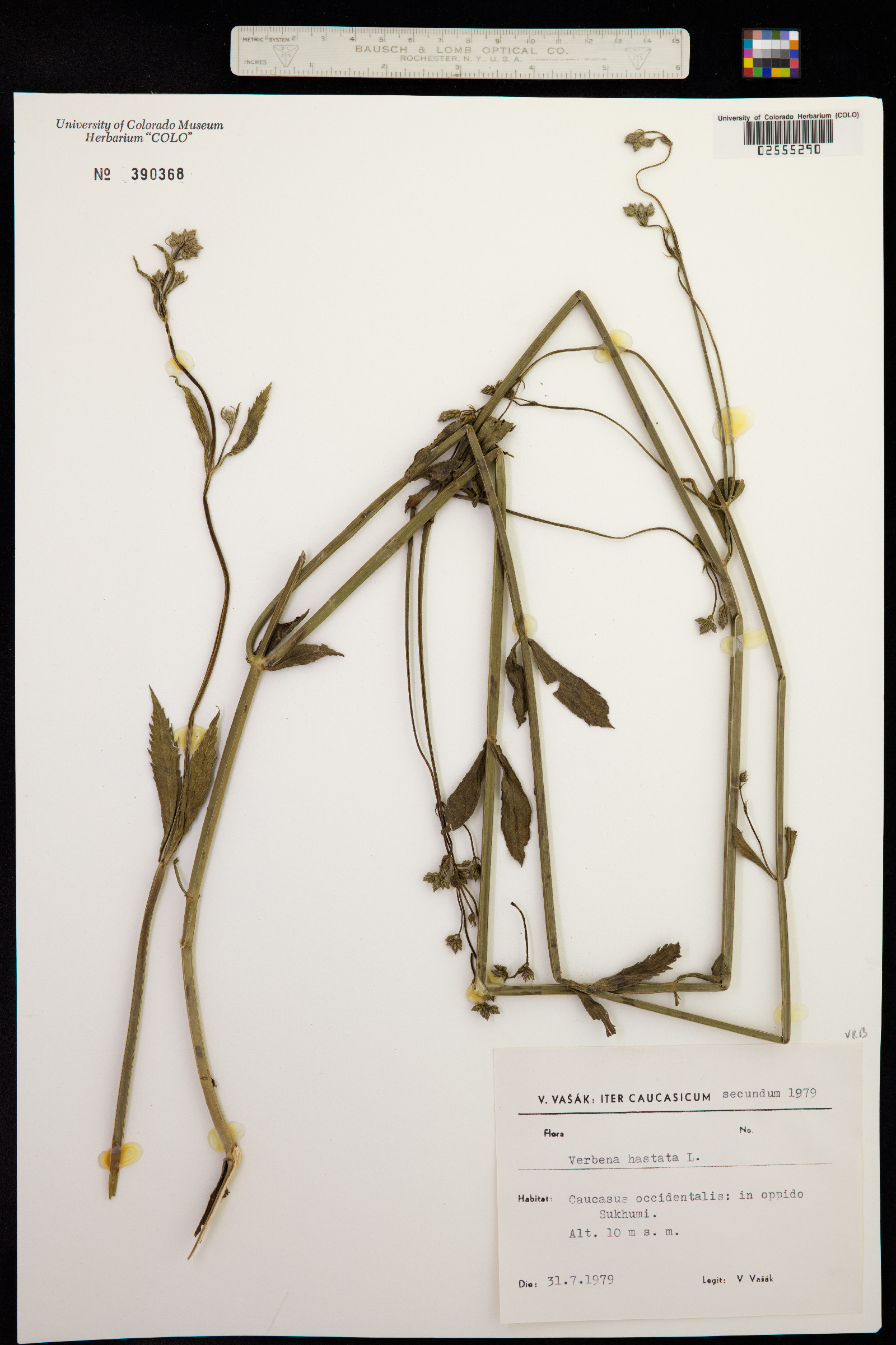 Verbena hastata image
