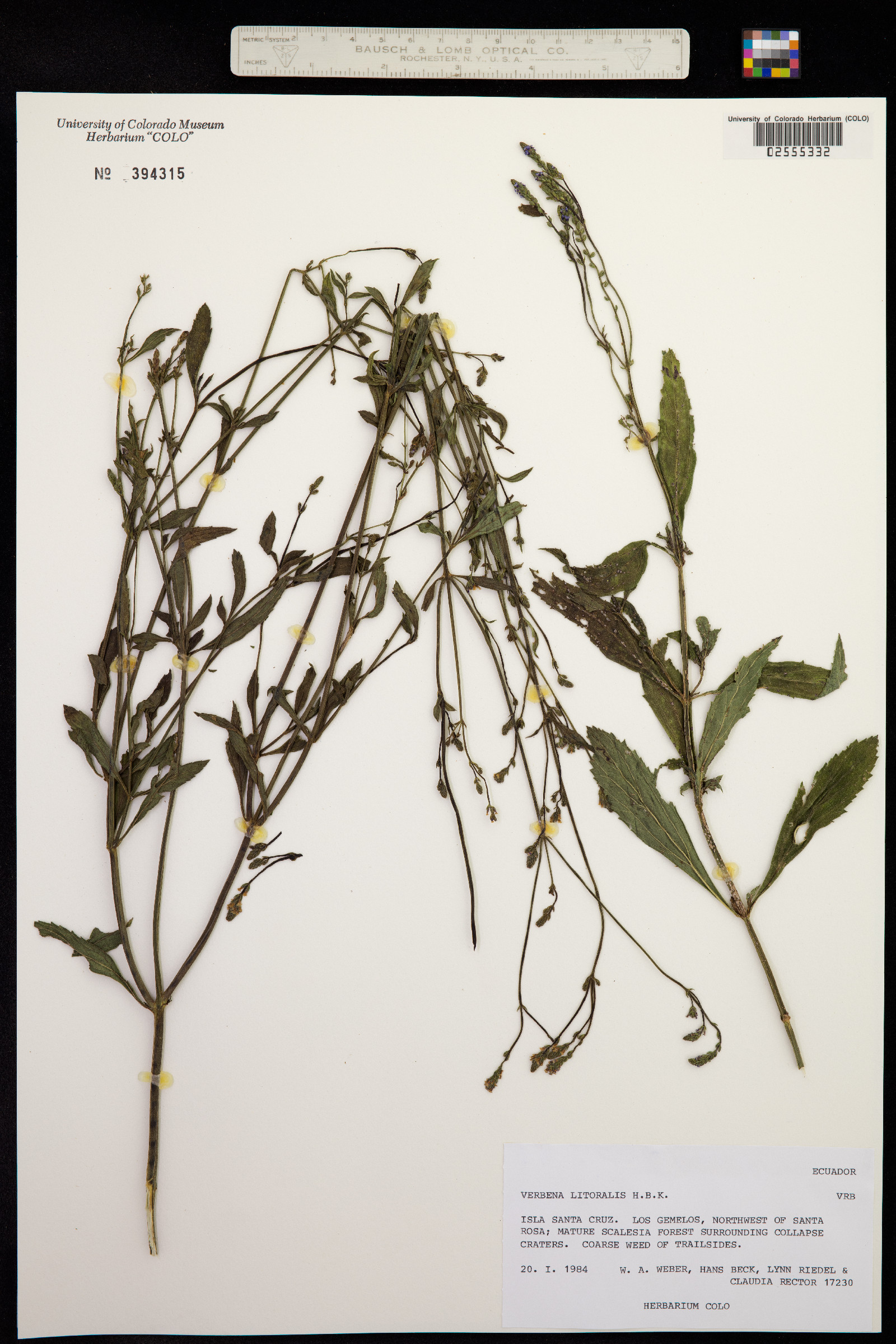 Verbena litoralis image