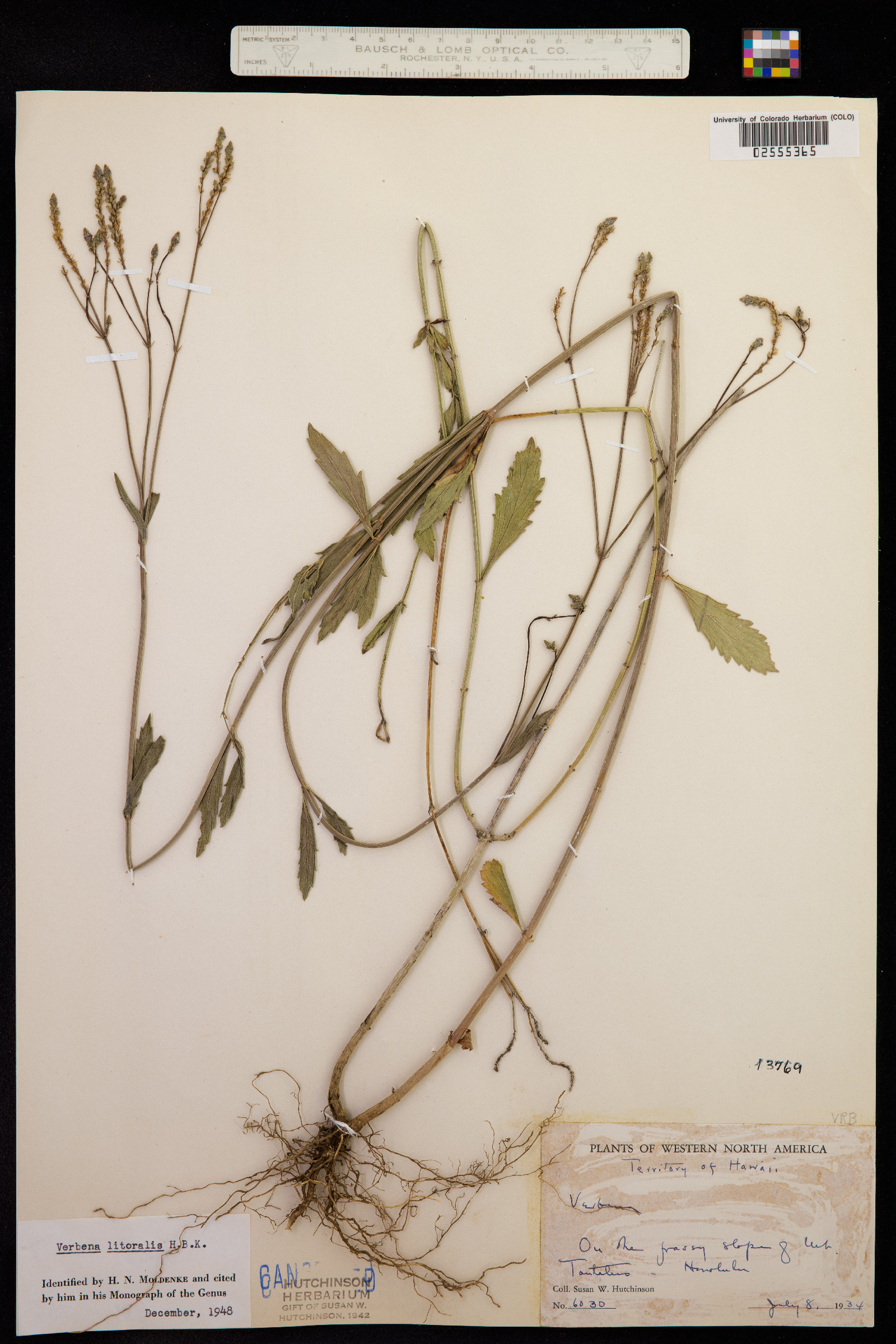 Verbena litoralis image