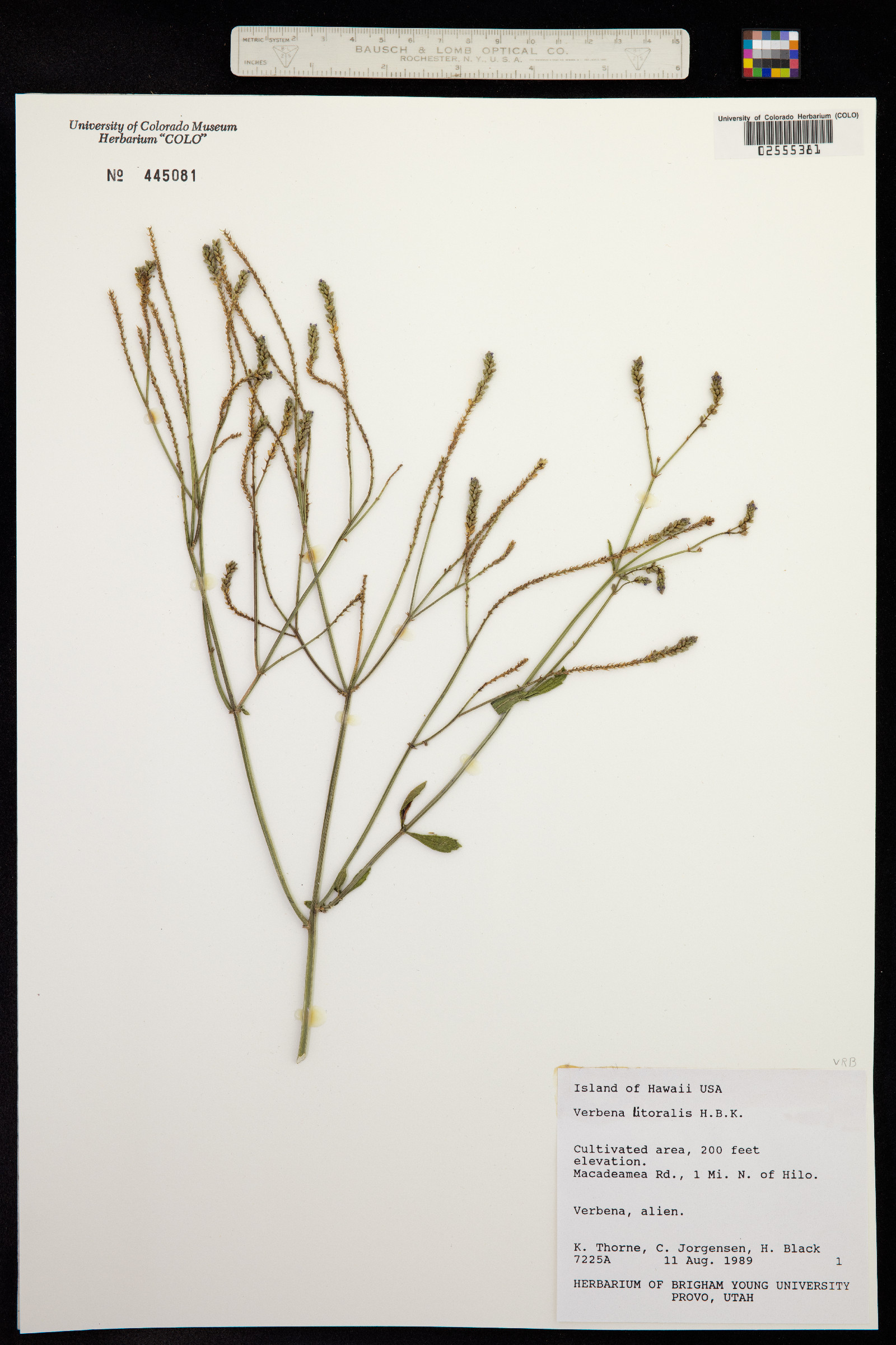 Verbena litoralis image