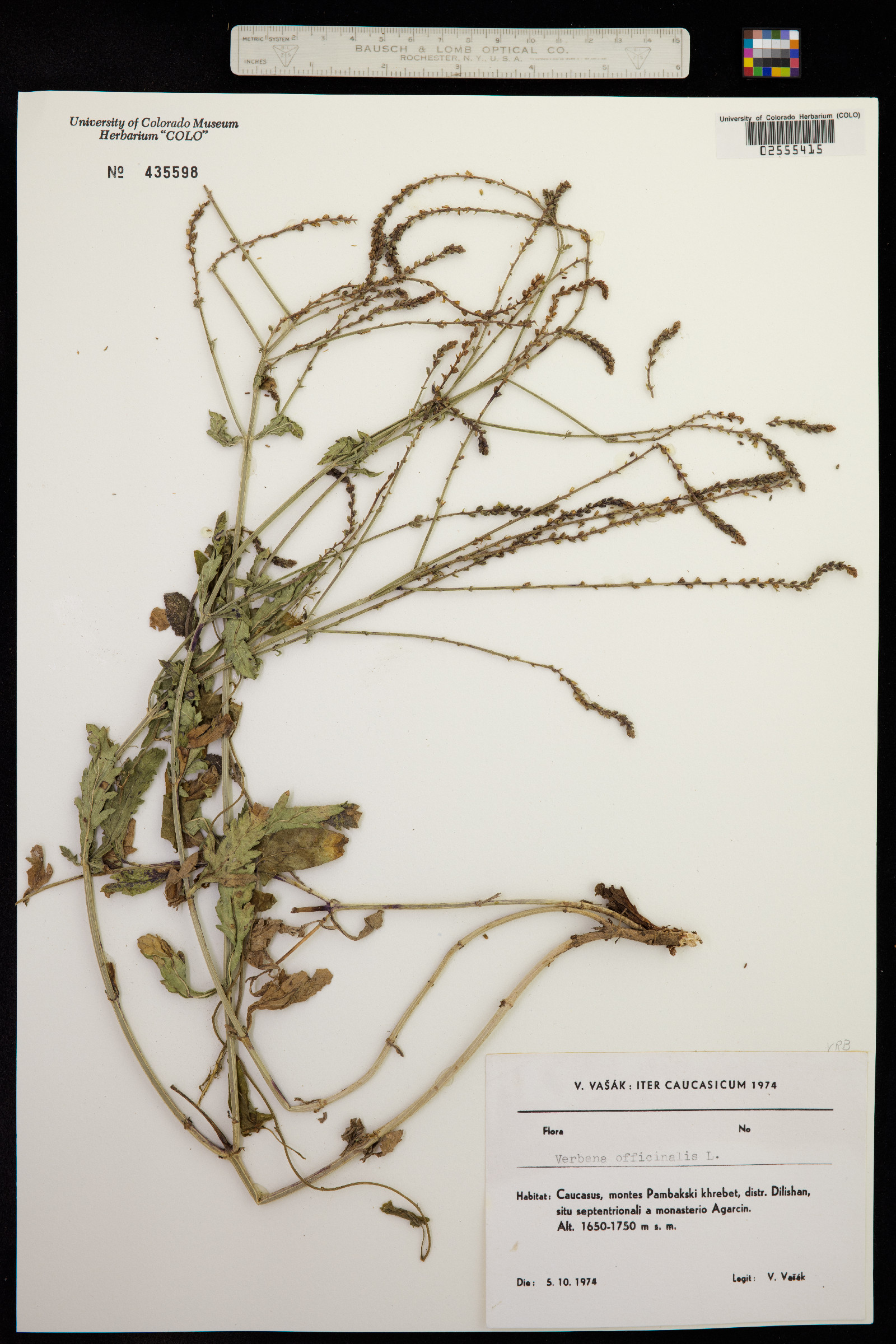 Verbena officinalis image