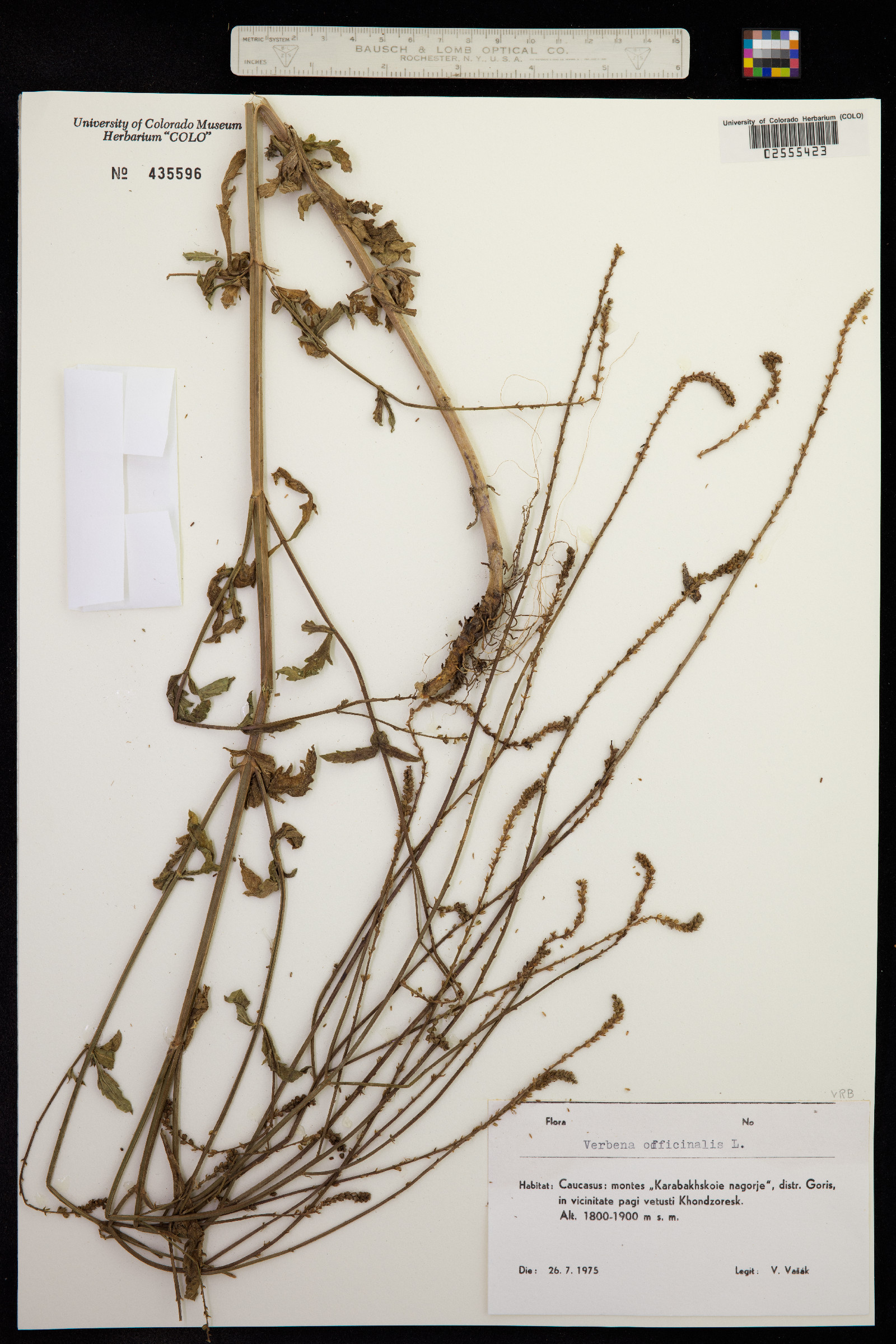 Verbena officinalis image