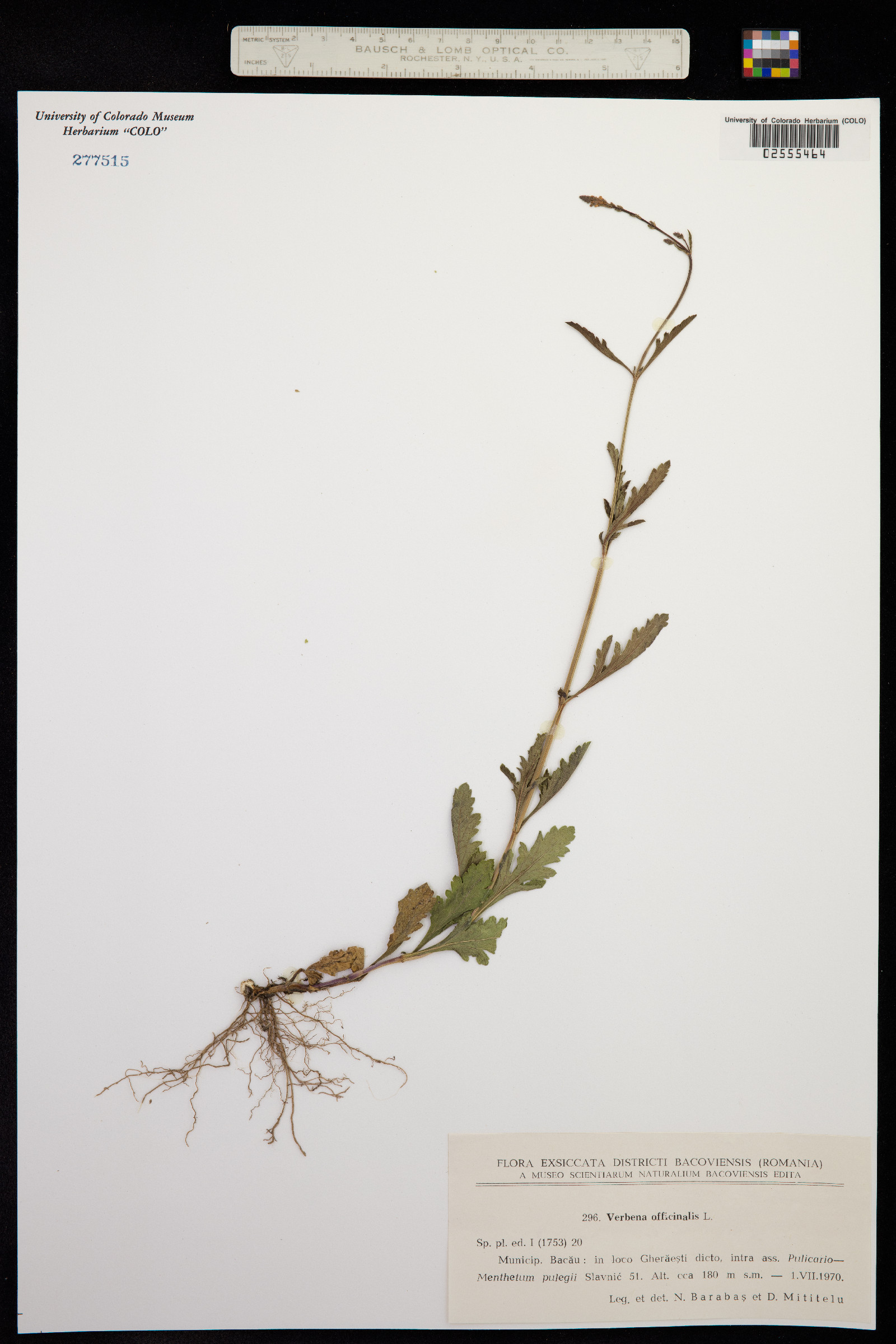 Verbena officinalis image