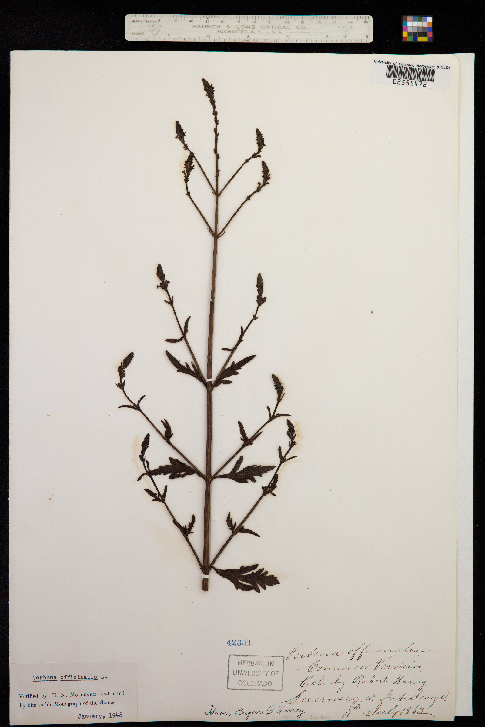 Verbena officinalis image