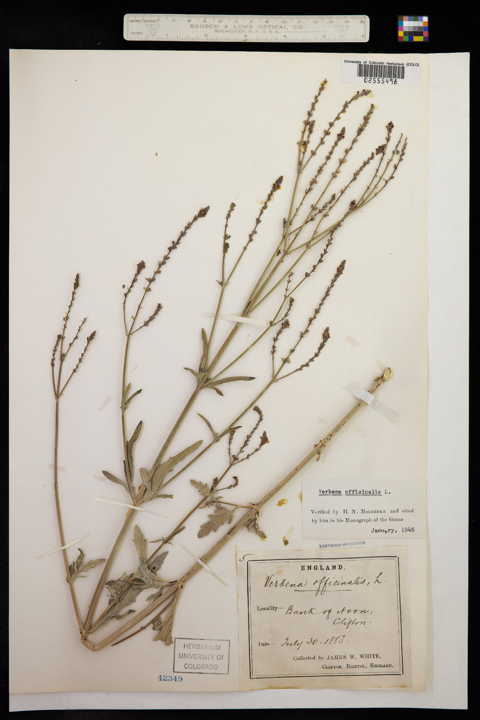 Verbena officinalis image