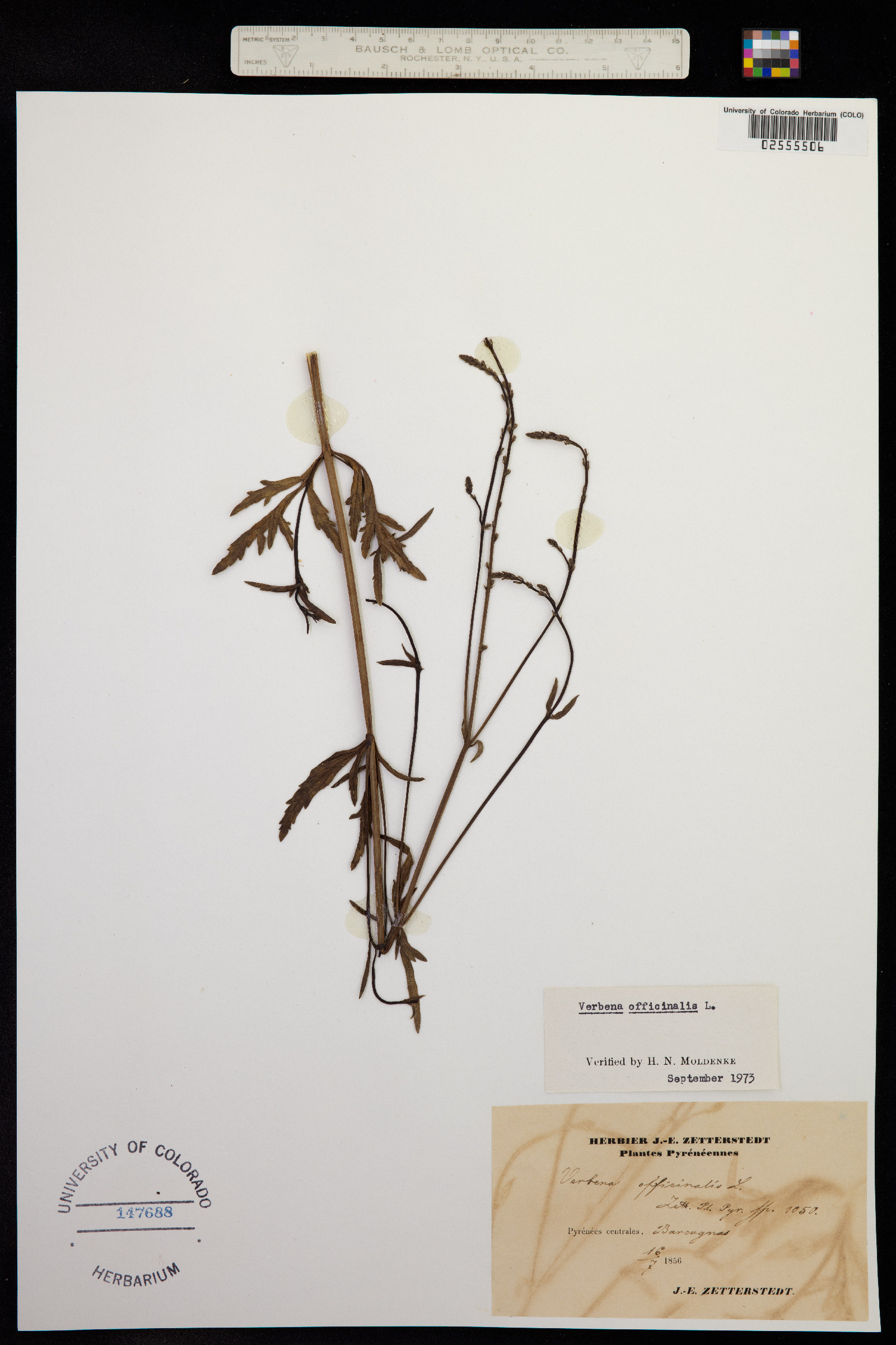 Verbena officinalis image