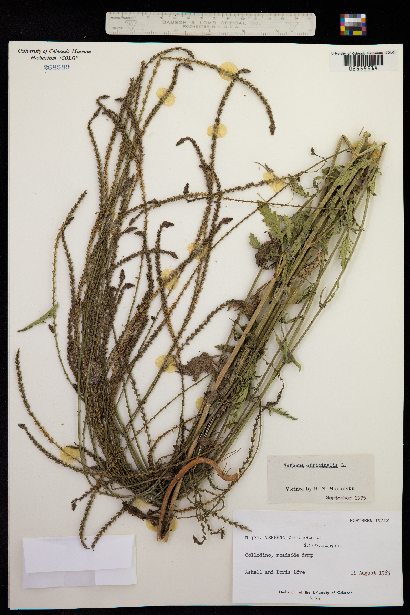 Verbena officinalis image