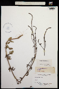Image of Verbena officinalis