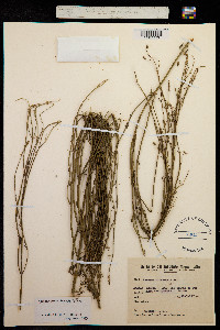 Image of Verbena montevidensis