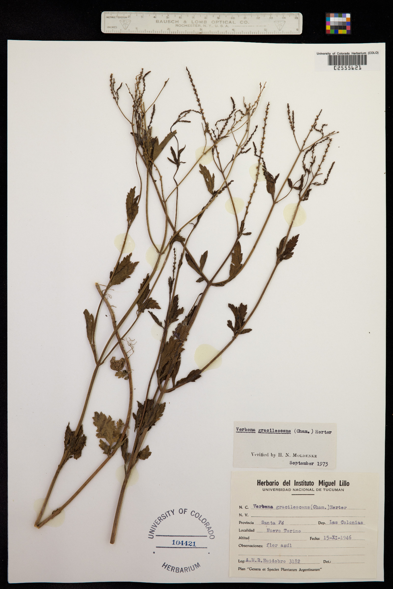 Verbena gracilescens image