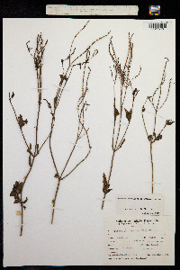 Verbena gracilescens image