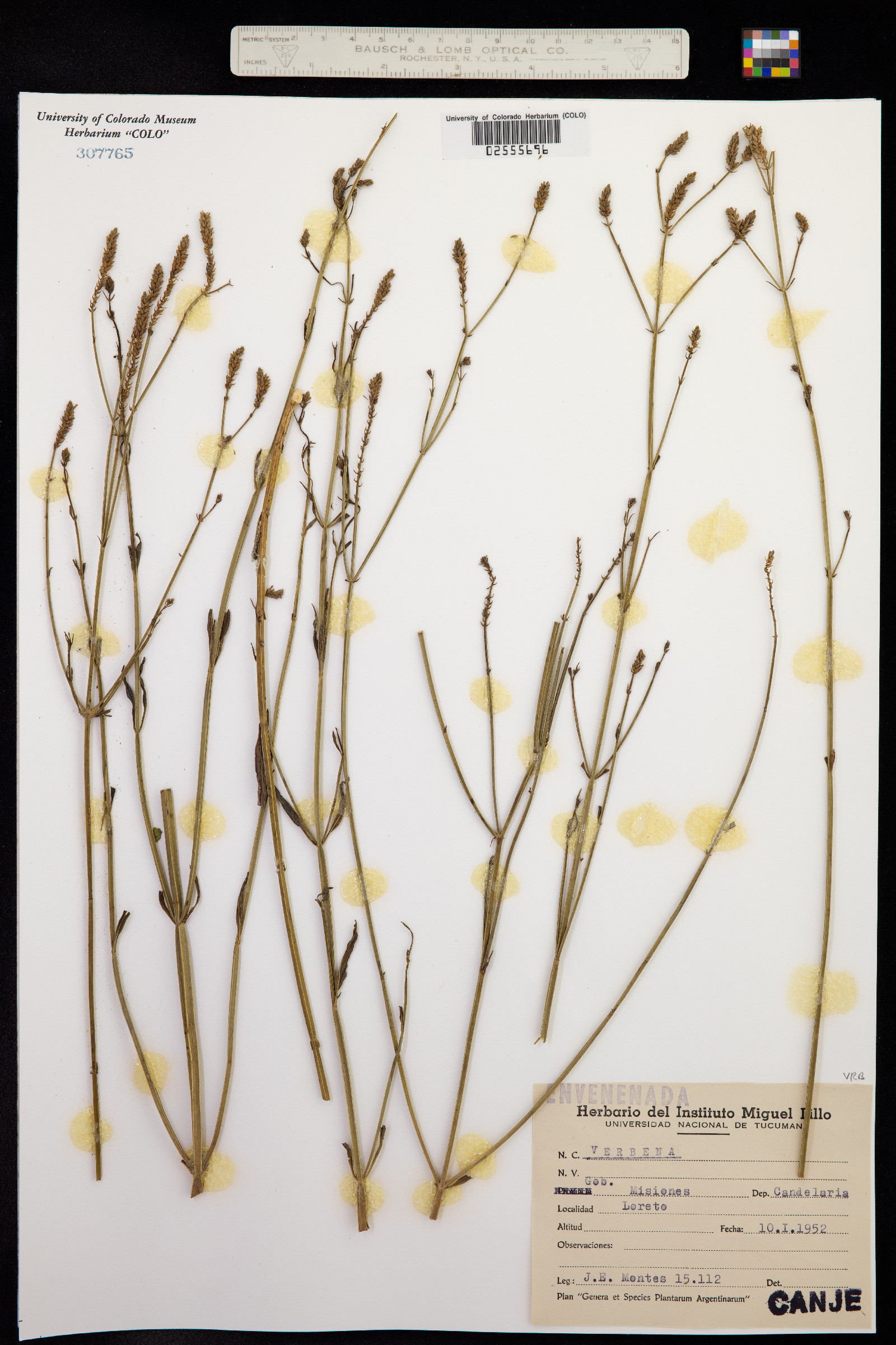 Glandularia pulchella image