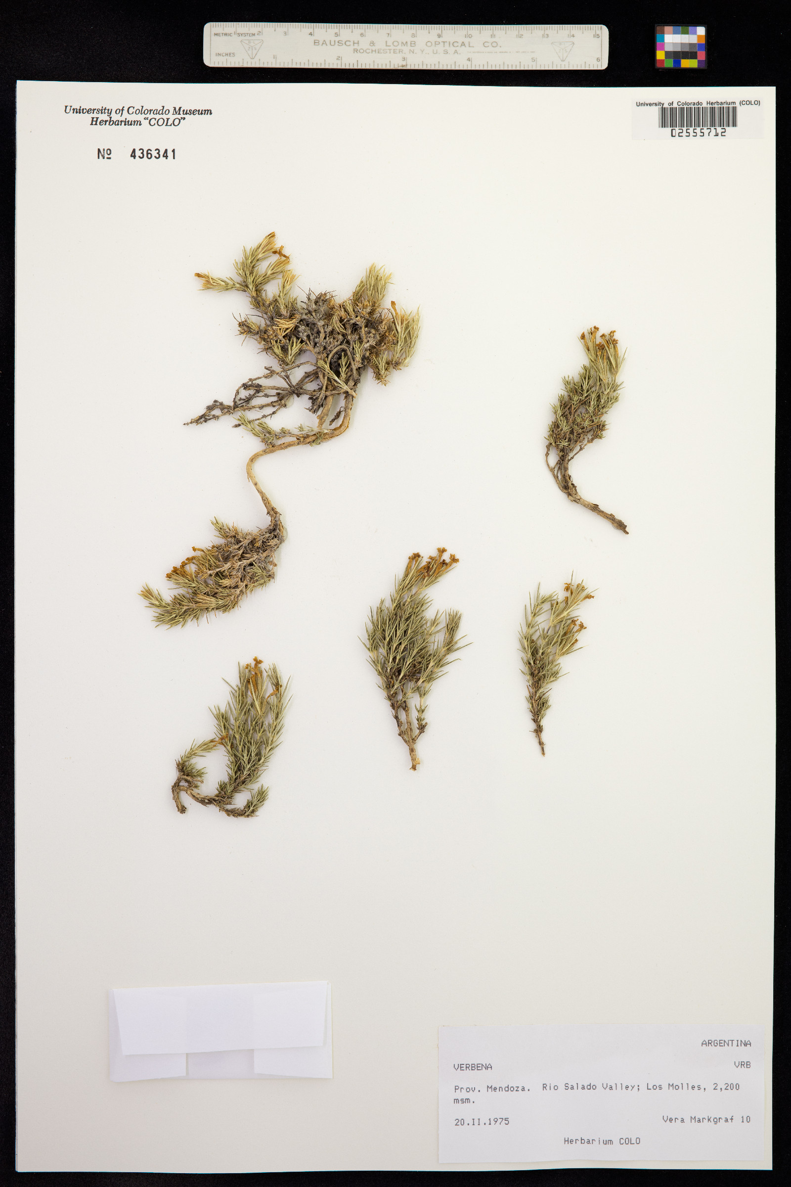 Glandularia pulchella image