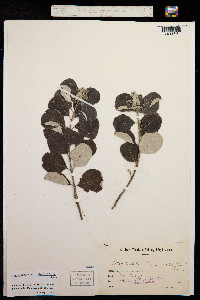 Image of Vitex trifolia