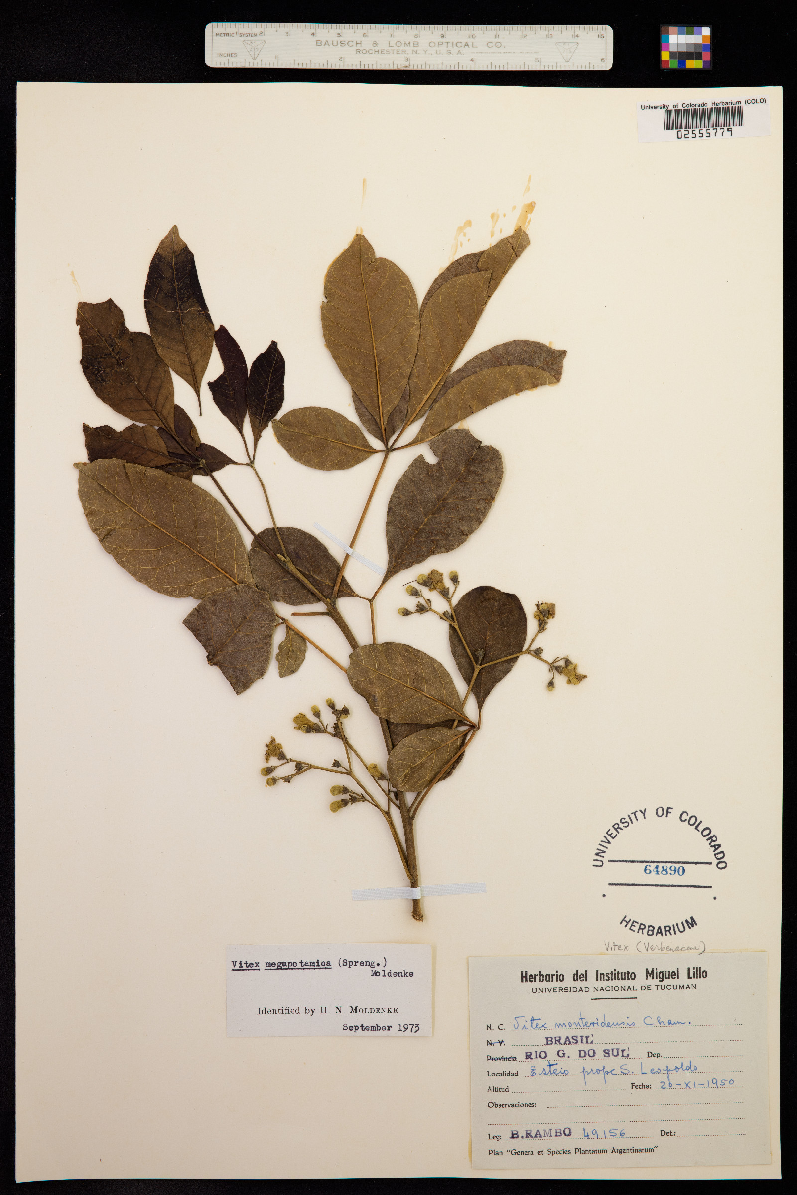 Vitex megapotamica image