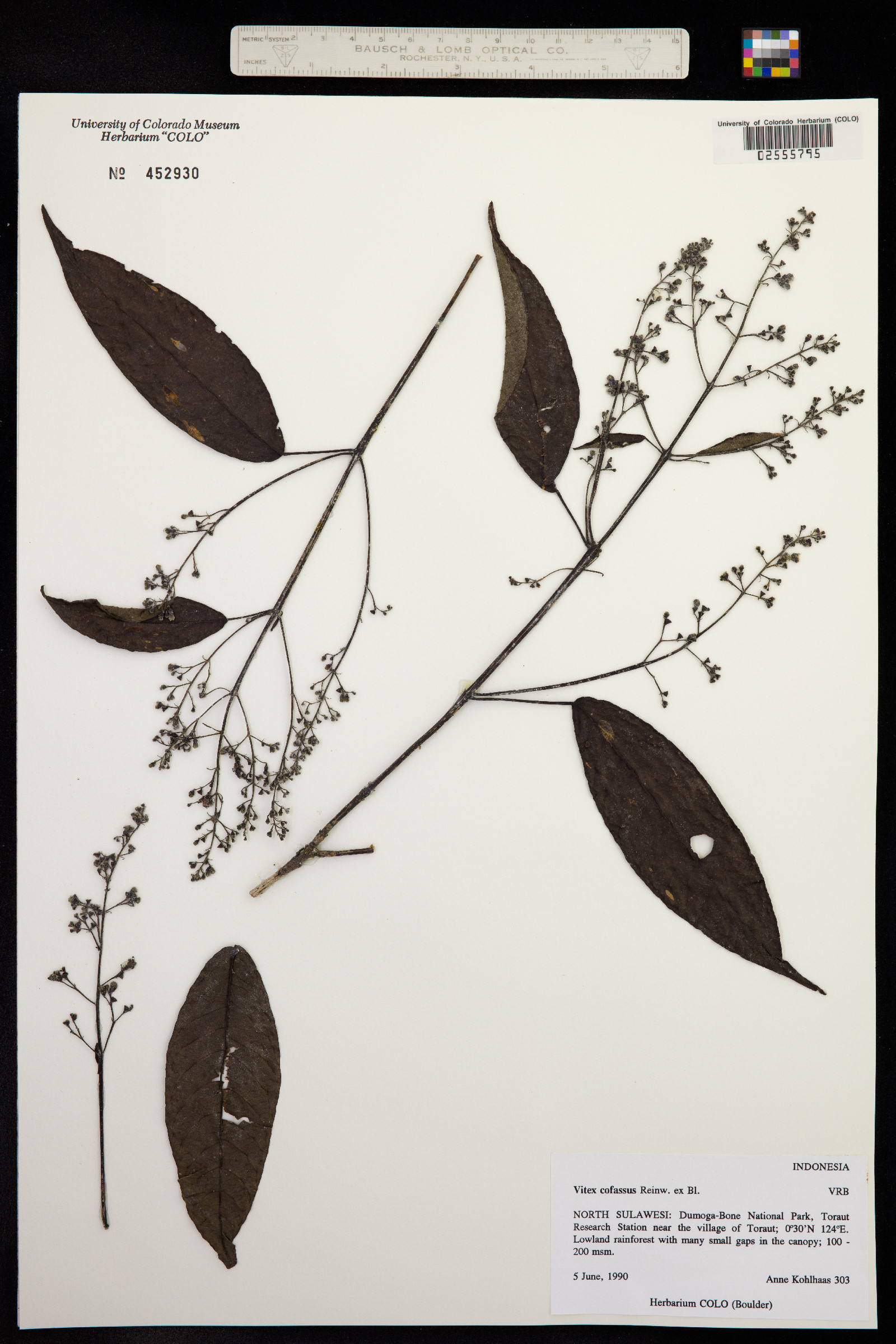 Vitex cofassus image