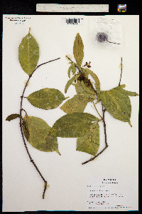 Calyptrion arboreum image
