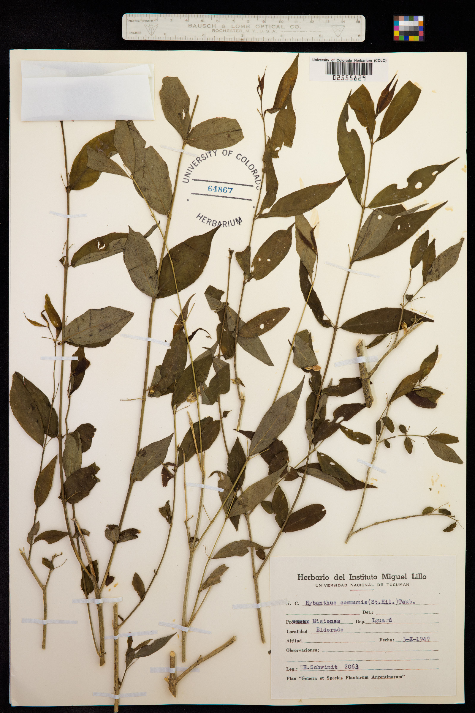 Hybanthus communis image