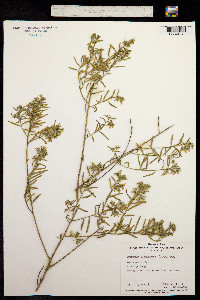 Pigea floribunda image