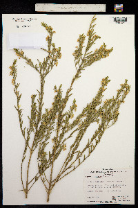 Pigea floribunda image