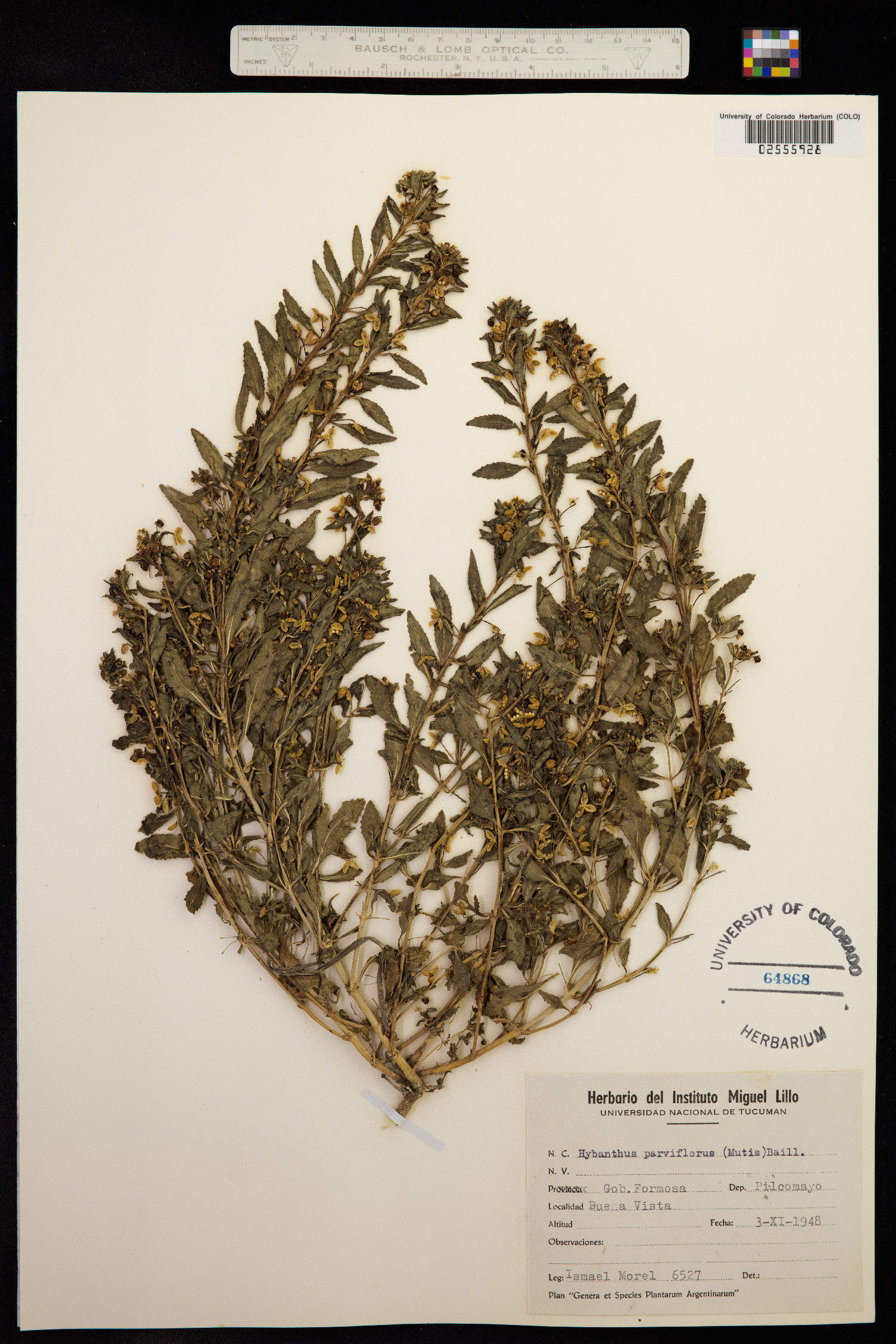 Hybanthus parviflorus image