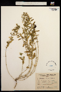 Hybanthus parviflorus image